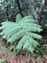Cibotium glaucum