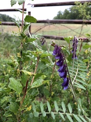 Vicia villosa