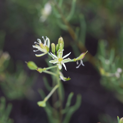 Lepidium leptopetalum