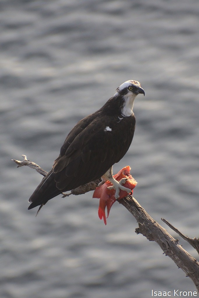 Photo of garibaldi (Hypsypops rubicundus)
