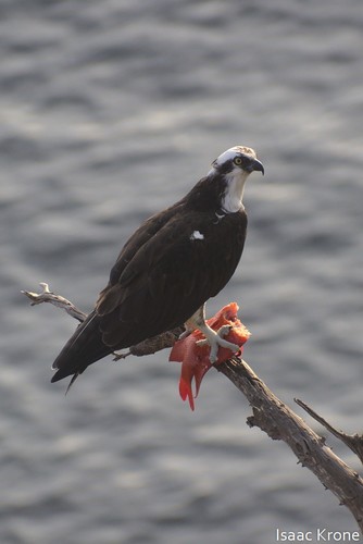 Hypsypops rubicundus