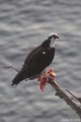 Hypsypops rubicundus