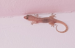 Hemidactylus robustus