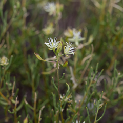 Lepidium leptopetalum