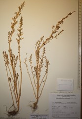 Oxybasis glauca salina