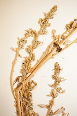 Oxybasis glauca salina