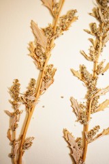 Oxybasis glauca salina