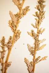 Oxybasis glauca salina