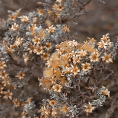 Cratystylis conocephala