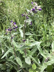Anchusa officinalis