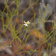 Olearia passerinoides