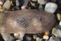 Pyrosoma