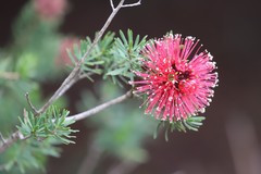 Kunzea baxteri