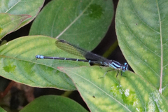 Argia johannella