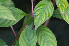 Argia johannella