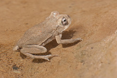 Duttaphrynus dhufarensis