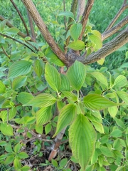 Cornus alternifolia