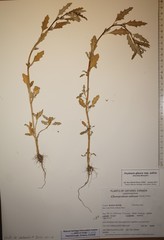 Oxybasis glauca salina