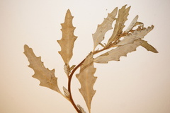 Oxybasis glauca salina