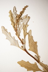 Oxybasis glauca salina