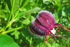 Periploca sepium