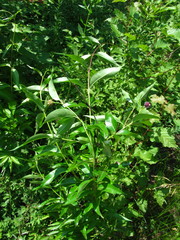 Periploca sepium
