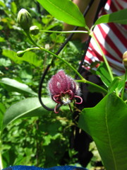 Periploca sepium