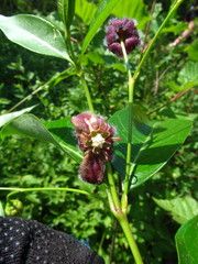 Periploca sepium