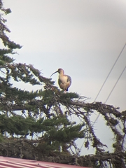 Theristicus melanopis