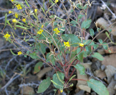 Chylismia scapoidea