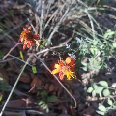 Adenophyllum aurantium