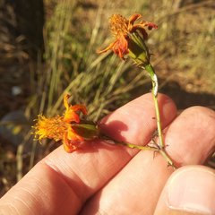 Adenophyllum aurantium