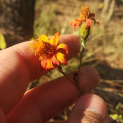 Adenophyllum aurantium