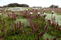 Drosera arcturi