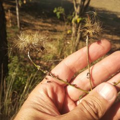 Adenophyllum aurantium