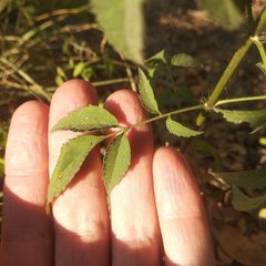 Adenophyllum aurantium