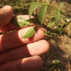 Adenophyllum aurantium
