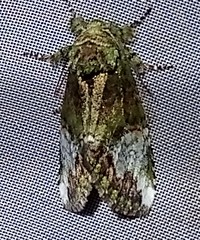 Disphragis baracoana