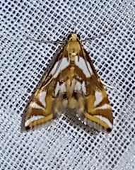 Chrysendeton cumalis