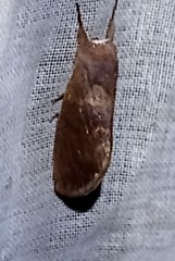 Hemiceras conspirata