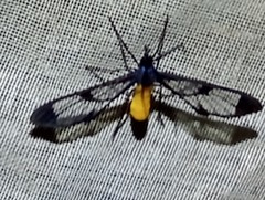 Cosmosoma stibosticta