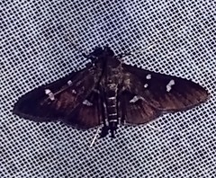 Desmia deploralis
