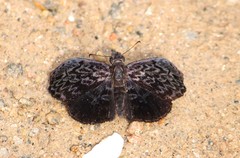 Cycloglypha stellita