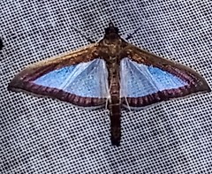 Diaphania plumbidorsalis