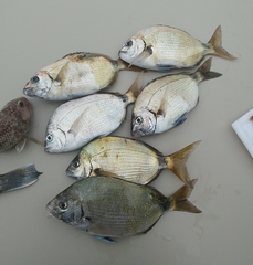 Diplodus holbrookii