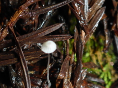 Paragymnopus sequoiae