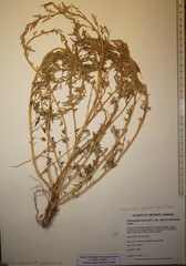 Oxybasis glauca salina