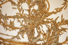 Oxybasis glauca salina