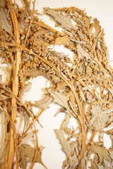 Oxybasis glauca salina