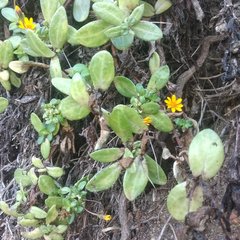 Pectis multiflosculosa